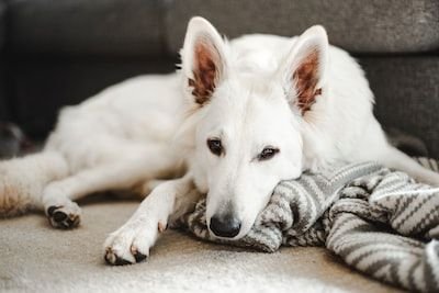 Comment bien entretenir son berger blanc suisse ?