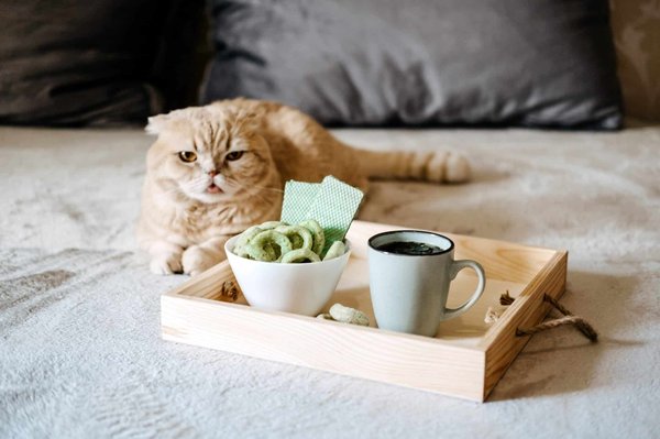 Le CBD est-il efficace pour lutter contre l'agressivité de votre chat ?