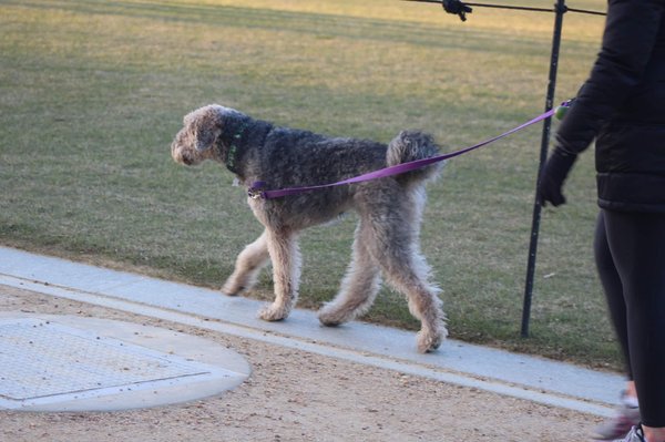 Laisses, harnais, colliers, lits : où trouver ces accessoires pour chiens ?