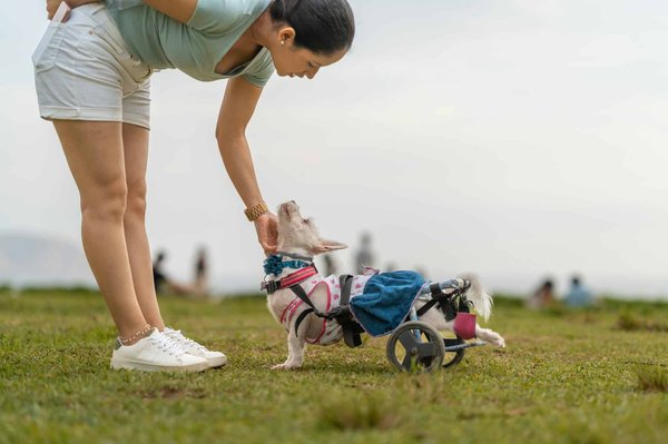 Chariot pour chien handicapé : mobilité et confort à 89€