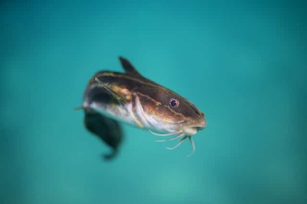 Les 9 avantages étonnants d'avoir un poisson-chat