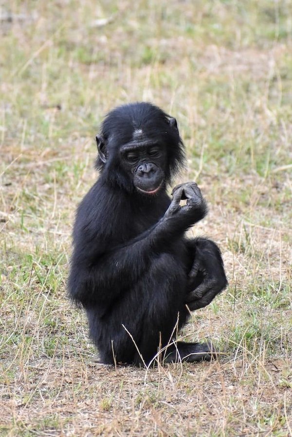 Ce sont les animaux les plus intelligents de la planète.