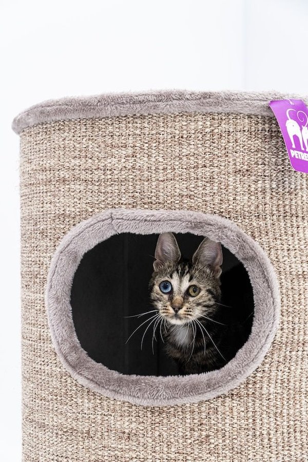 Les chats : Comment prendre soin d'eux et ce que vous devez savoir